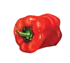 Paprika